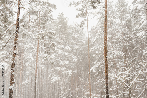winter pine forest, pine trees in the snow