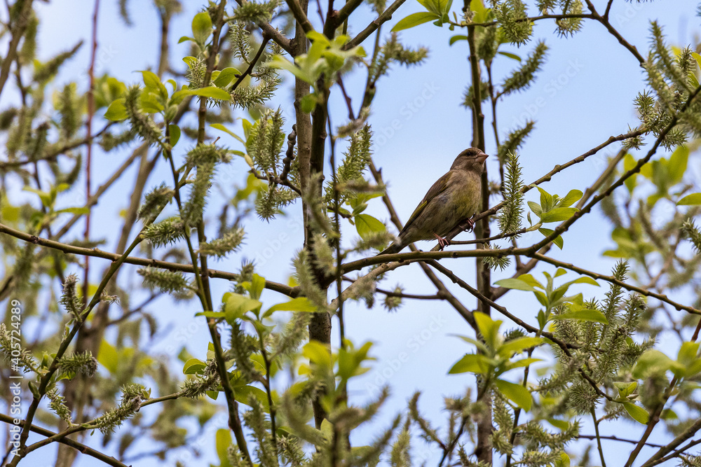 Bright greenfinch sits on a branch among the spring green foliage against the blue sky. Urban green and yellow warbler in a nature habitat. Bright greenfinch sits on a branch among the spring green foliage against the blue sky. Urban green and yellow warbler in a nature habitat.