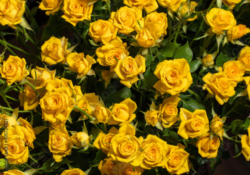 Yellow roses background. A bouquet of beautiful and selective roses. Rose as a symbol of love and beauty