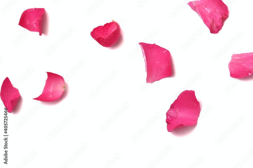 Blurred a group of sweet pink rose corollas on white isolated background with copy space Blurred a group of sweet pink rose corollas on white isolated background with copy space