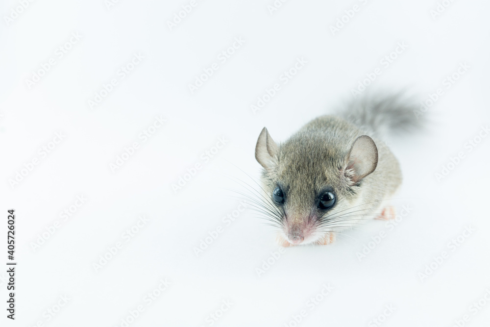 African Pygmy Dormouse stands on white background look straight