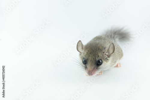 African Pygmy Dormouse stands on white background