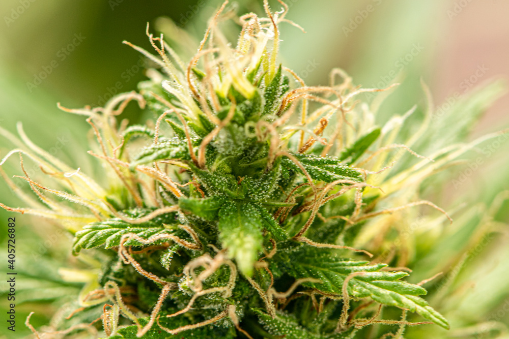 Medical Marijuana in Ccannabis Flower Before The Harvest Concept of herbal alternative medicine, cbd oil, medicine industry in a greenhouse. Medical Marijuana in Ccannabis Flower Before The Harvest Concept of herbal alternative medicine, cbd oil, medicine industry in a greenhouse.