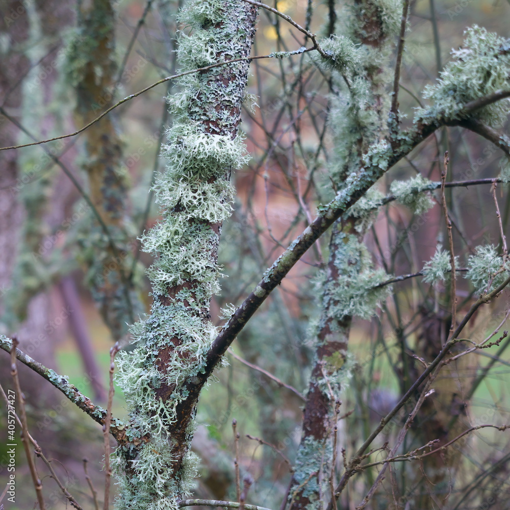 The trees in the forest are covered with moss. Mystical forest view. The trees in the forest are covered with moss. Mystical forest view.