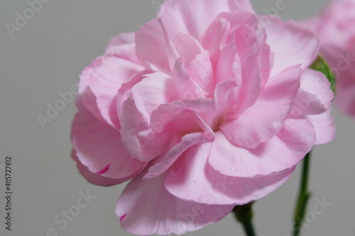pink carnation flower closed up © Matthewadobe