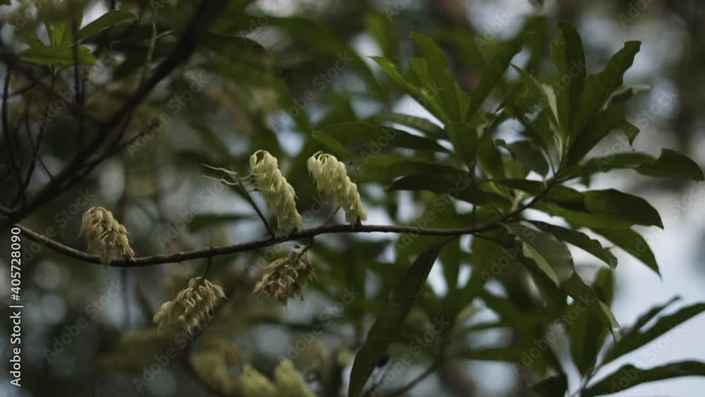 Close up young Elaeocarpus ganitrus or Jenitri tree focus on young seed in the morning by wind Close up young Elaeocarpus ganitrus or Jenitri tree focus on young seed in the morning by wind