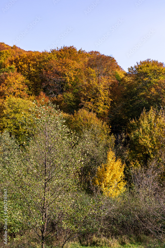 Autumn mountain landscape - yellowed and reddened autumn trees combined with green needles and blue skies. Colorful autumn landscape scene in the Ukrainian Carpathians. Autumn mountain landscape - yellowed and reddened autumn trees combined with green needles and blue skies. Colorful autumn landscape scene in the Ukrainian Carpathians.