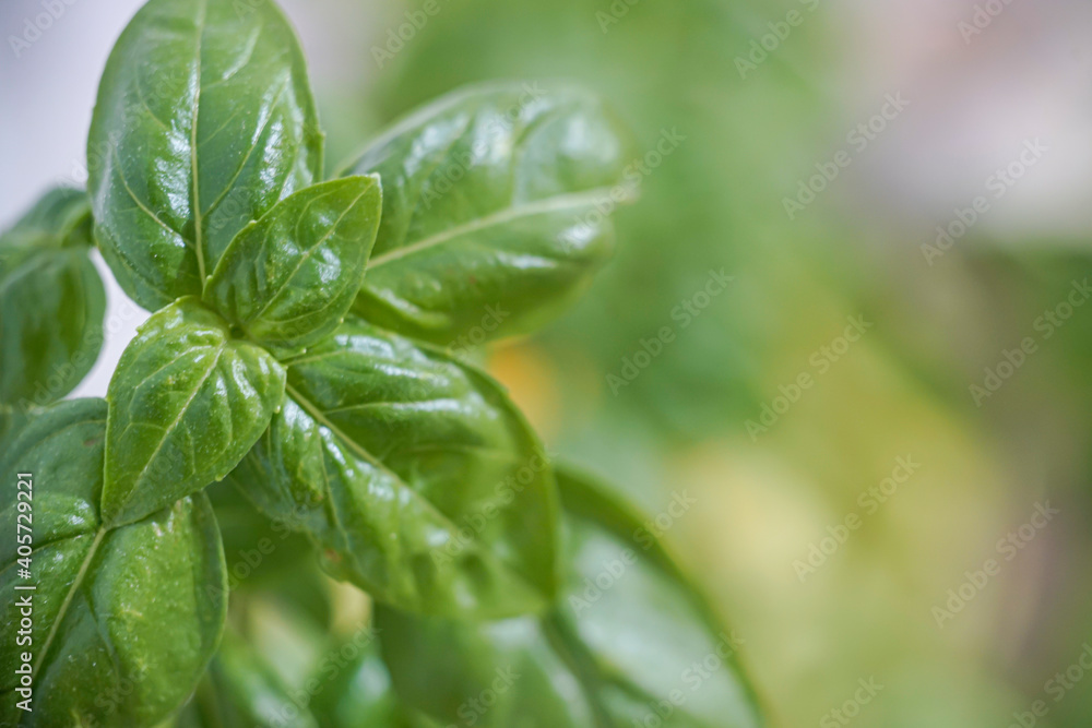 Fresh organic basil leaves,close-up top view, blurred background Fresh organic basil leaves,close-up top view, blurred background