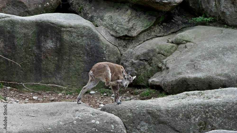 Young baby mountain ibex on a rock - capra ibex in a german park Young baby mountain ibex on a rock - capra ibex in a german park