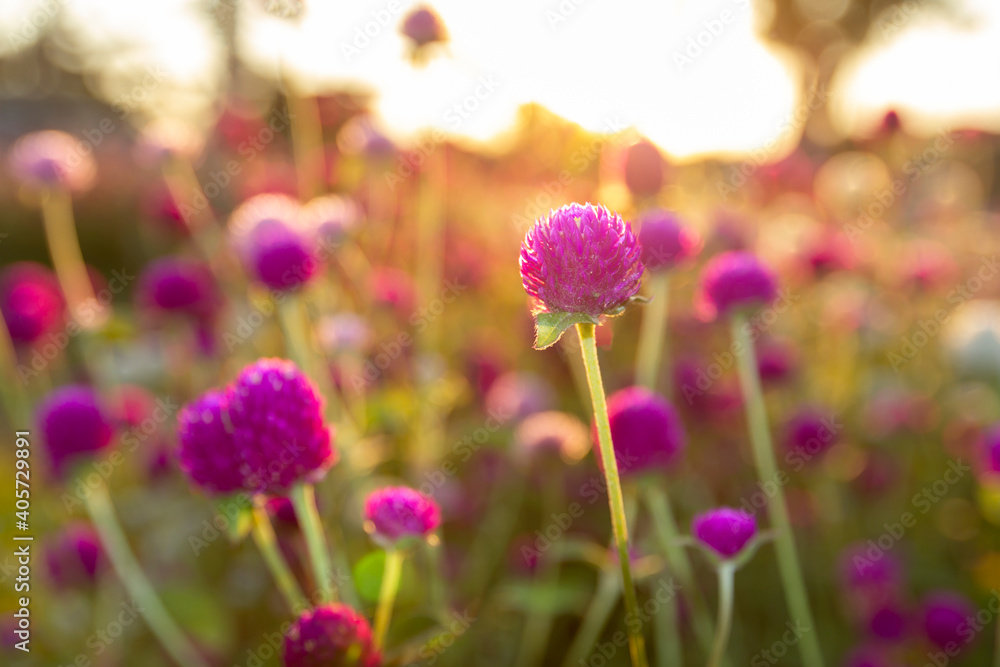 Obraz premium Many small purple flowers and the evening sun make beautiful bokeh.