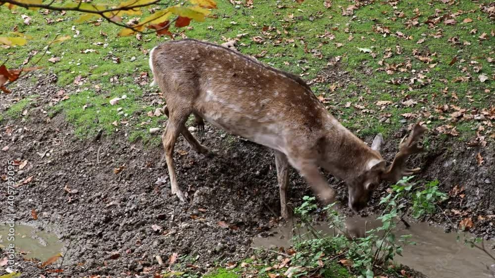 The fallow deer, Dama mesopotamica is a ruminant mammal belonging to the family Cervidae. The fallow deer, Dama mesopotamica is a ruminant mammal belonging to the family Cervidae.