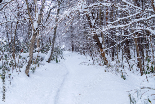 Wallpaper Mural 冬の森 Torontodigital.ca