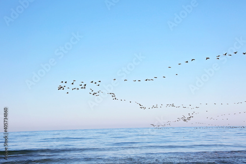 A flock of migrating birds in the sky above the sea. Seasonal migration of birds. Soft selective focus.