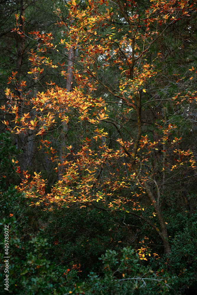 Holm oak in autumn with dry red leaves in the forest. Quercus ilex Holm oak in autumn with dry red leaves in the forest. Quercus ilex