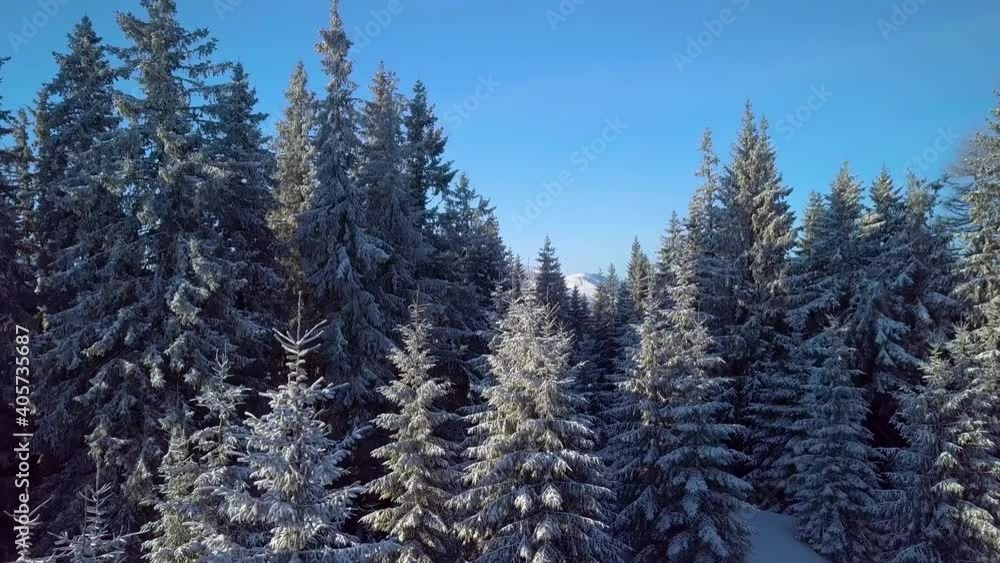 Flight over winter forest in the Carpathians. Beautiful landscape of winter mountains. Aerial view. 4K Flight over winter forest in the Carpathians. Beautiful landscape of winter mountains. Aerial view. 4K