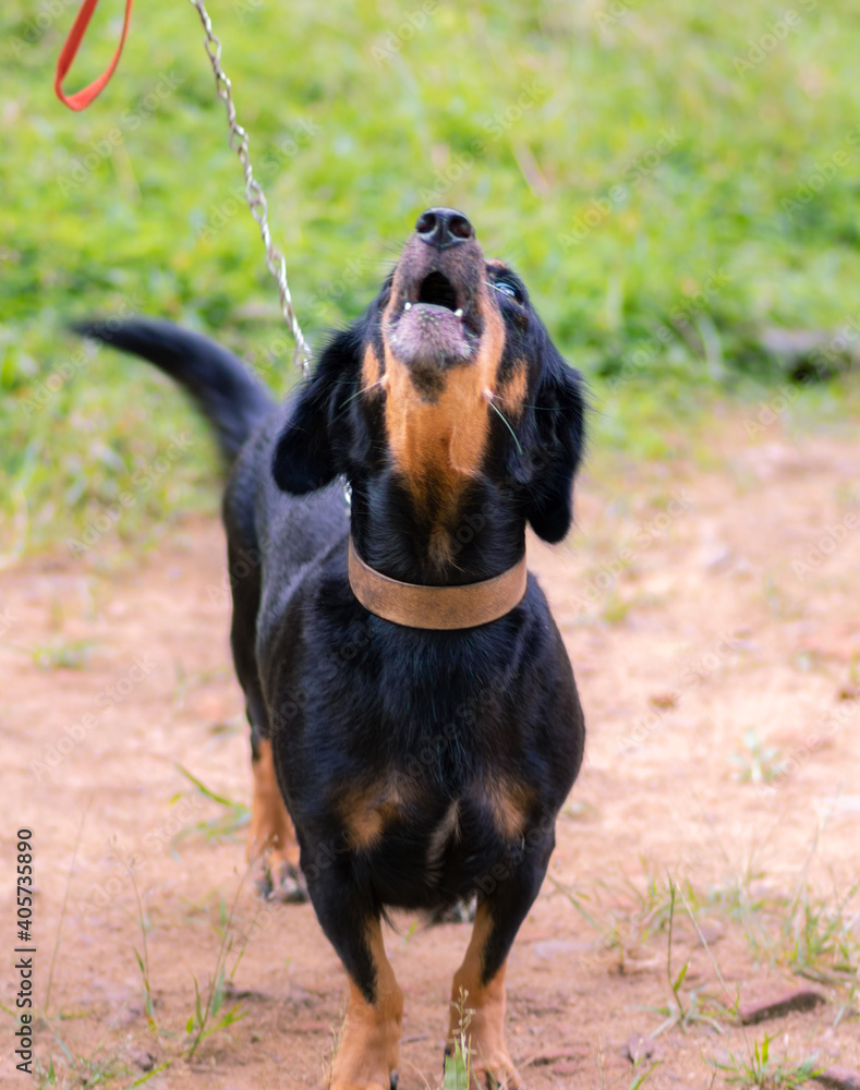 Angry looking dachshund mom dog barking at master, face front view, master hold the dog leash