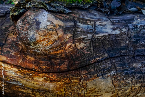 bark beetle tracks on a old gnarled tree without a bark