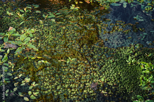 Some river algae covered by the water in the pond