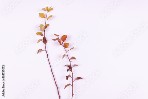 two branches with yellowed leaves lie from us