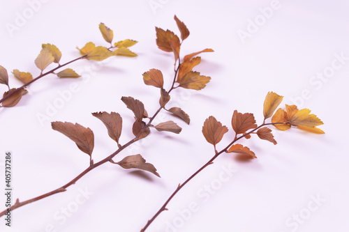 Three branches with yellowed leaves are spread out from left to right