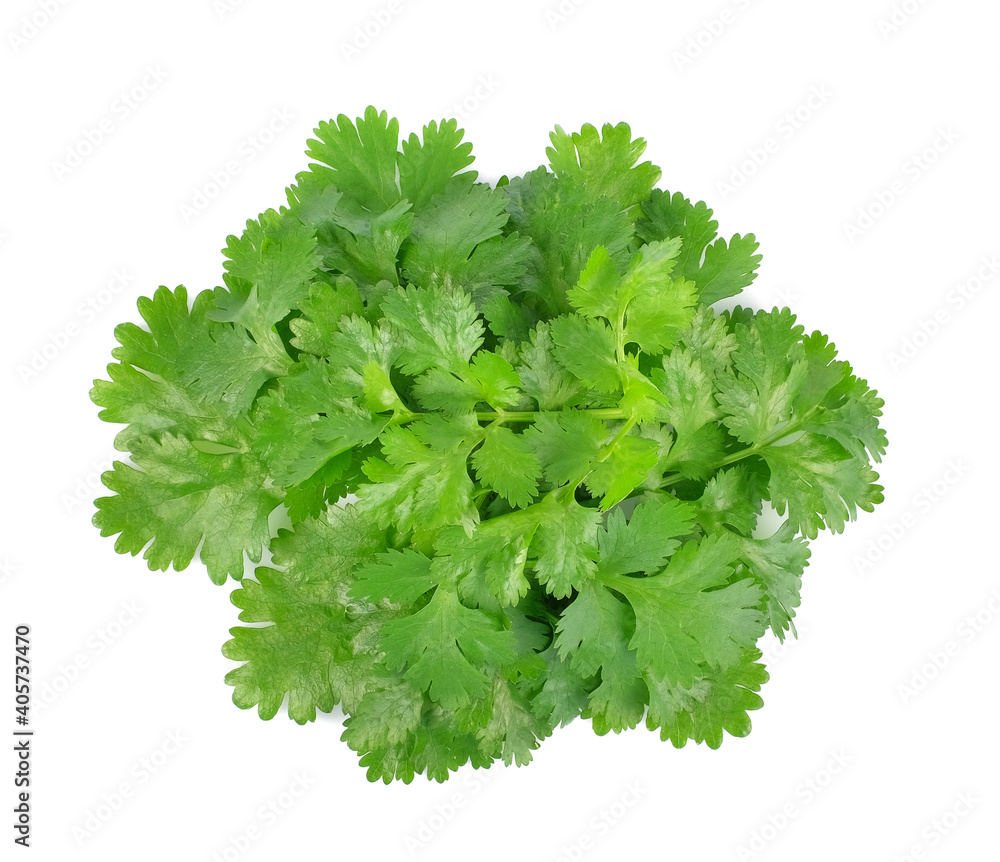 Fresh coriander leaves isolated on white background, top view.. Fresh coriander leaves isolated on white background, top view..