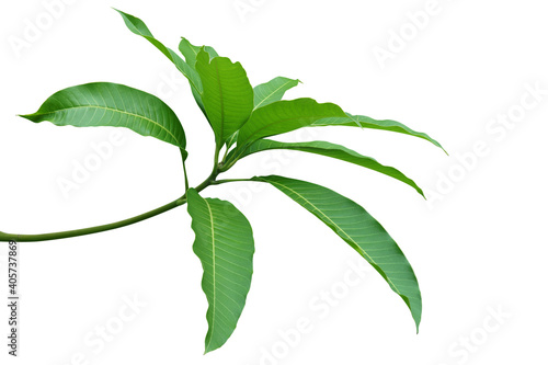 Branch with Green Leaves of Mango Isolated on White Background