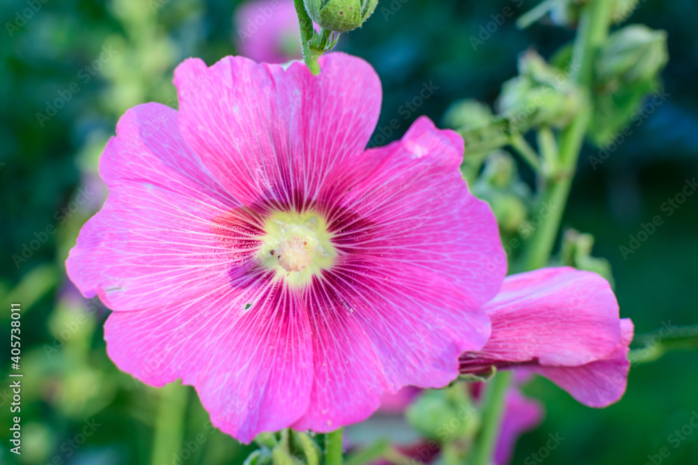 One delicate pink magenta flower of Althaea officinalis plant, commonly known as marsh-mallow in a British cottage style garden in a sunny summer day, beautiful outdoor floral background. One delicate pink magenta flower of Althaea officinalis plant, commonly known as marsh-mallow in a British cottage style garden in a sunny summer day, beautiful outdoor floral background.