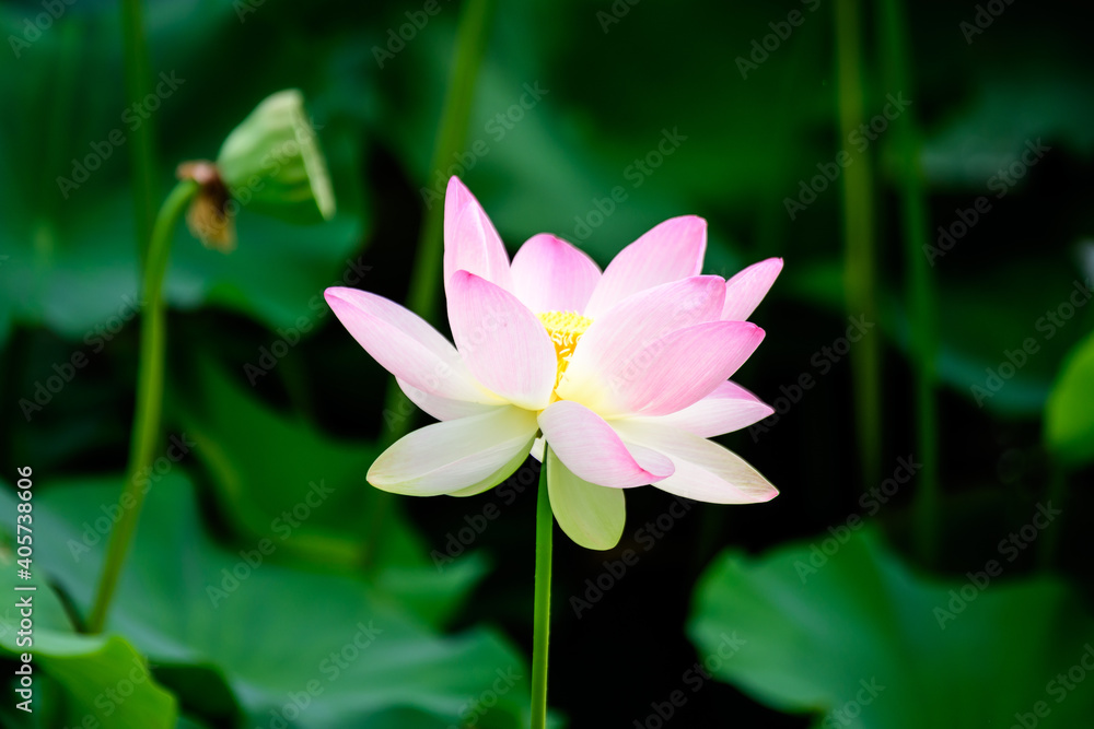 Fototapeta premium Delicate vivid pink and white water lily flowers (Nymphaeaceae) in full bloom and green leaves on a water surface in a summer garden, beautiful outdoor floral background photographed with soft focus.