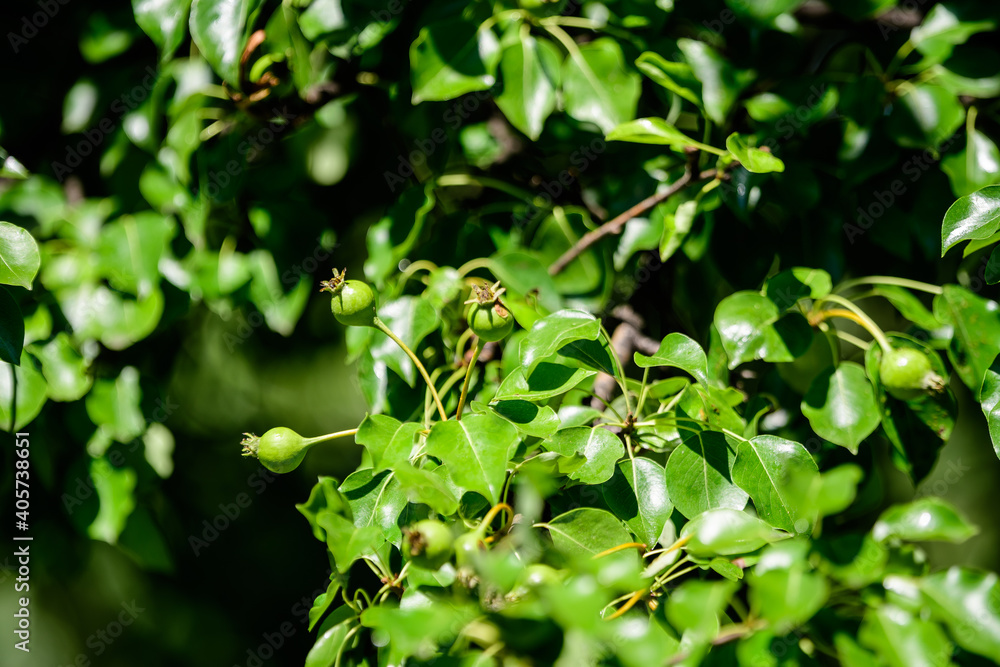 Branch with young fruits and green leaves of pear tree in an orchard in a summer day, beautiful outdoor green background photographed with soft focus. Branch with young fruits and green leaves of pear tree in an orchard in a summer day, beautiful outdoor green background photographed with soft focus.