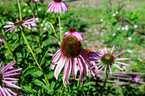 Delicate pink echinacea flowers in soft focus in a garden in a sunny summer day.