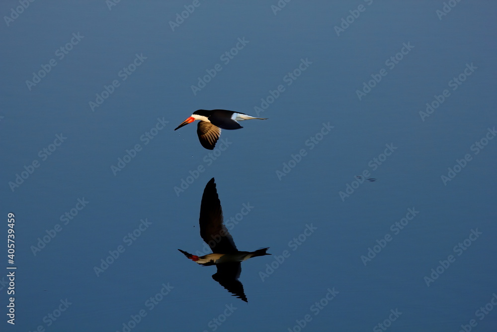 Obraz premium Lone Black skimmer skimming a calm water pond with reflection. Rynchops niger.