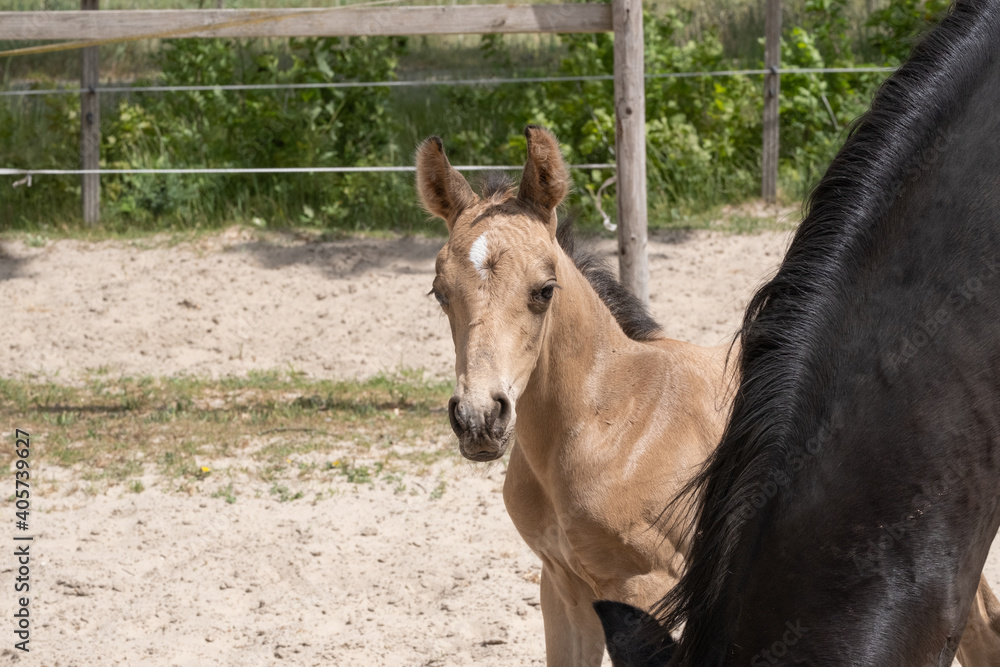 Obraz premium Young newly born yellow foal stands together with its brown mother. Looks over the mare's mane