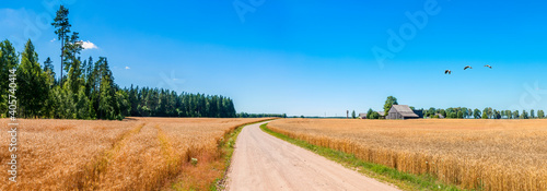 Panoramic image. Countryside landscape with gravel road among field with ripening and ready for harvest cereals or wheat, Agriculture in Baltic region