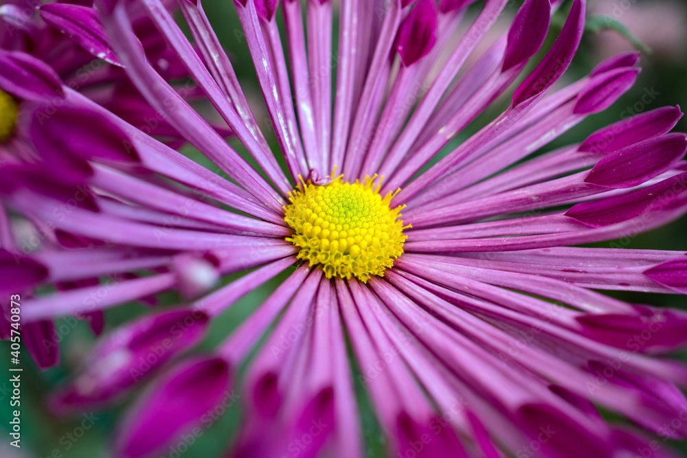 Autumn. Blooming chrysanthemum.. Autumn. Blooming chrysanthemum..