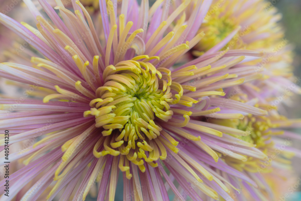 Autumn. Blooming chrysanthemum..