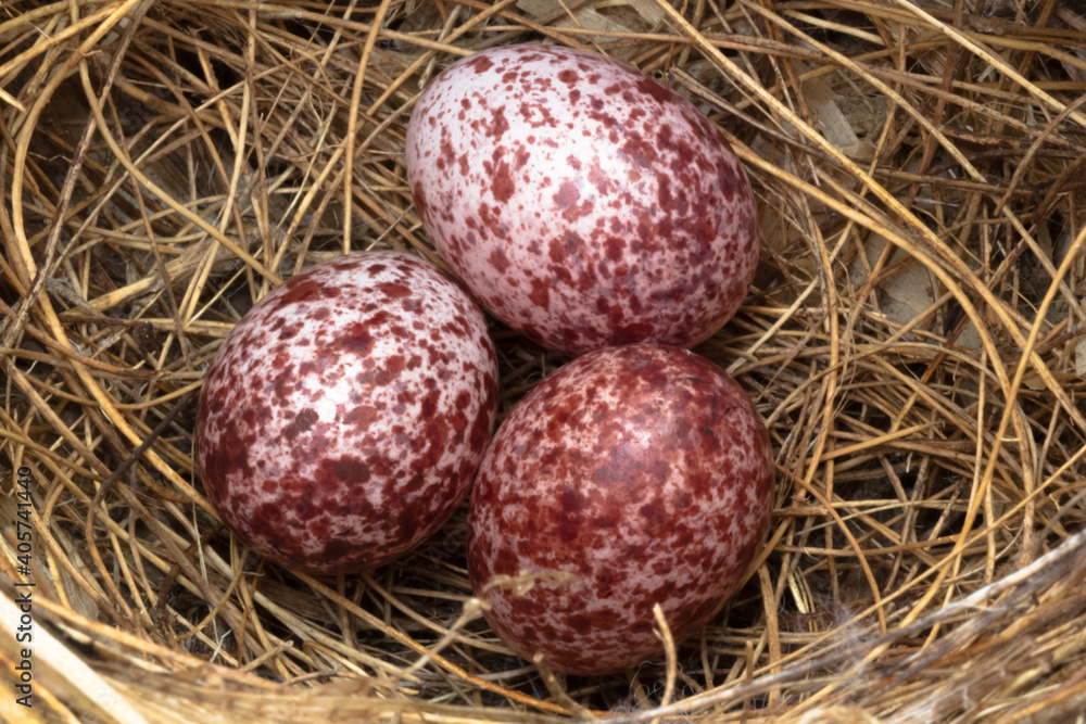 Obraz premium Œufs dans un nid d’oiseau 