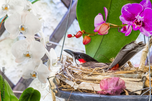 Foto oiseau Au nid dans un pot d’orchidées