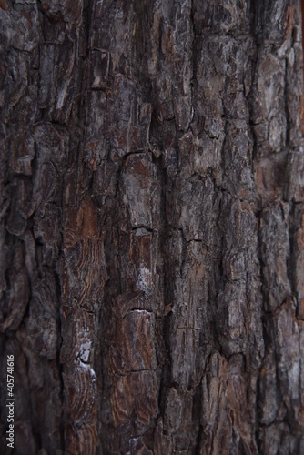 bark of a tree © aschmidtbasler