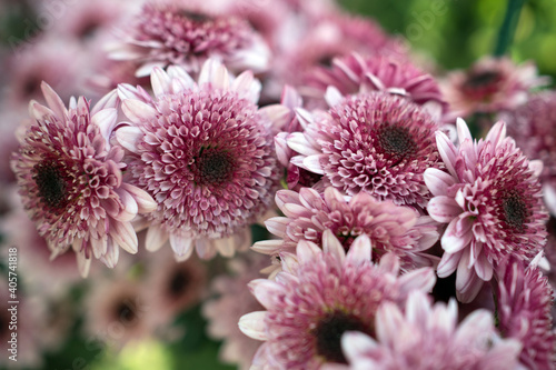 Autumn. Blooming chrysanthemum..