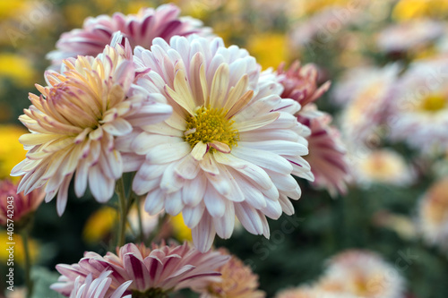 Autumn. Blooming chrysanthemum..