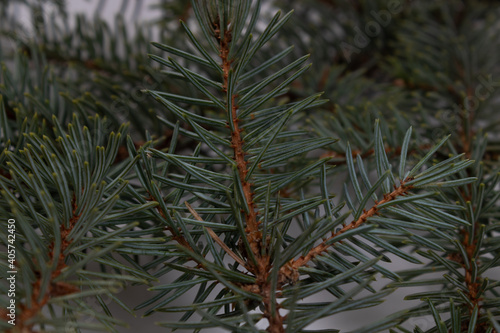 several small branches of a christmas tree lie on a white surface