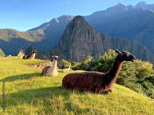 llama herd in the mountains Machu Picchu Peru.