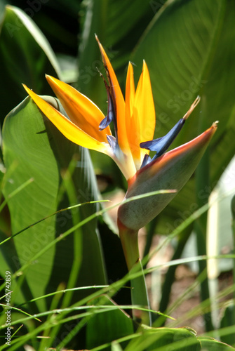 fiori e piante esotici