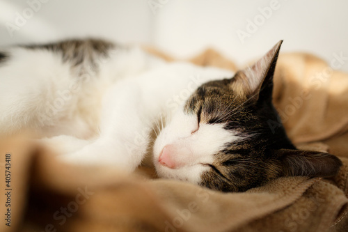 Spotted tabby cat sleeps on brown cloth.