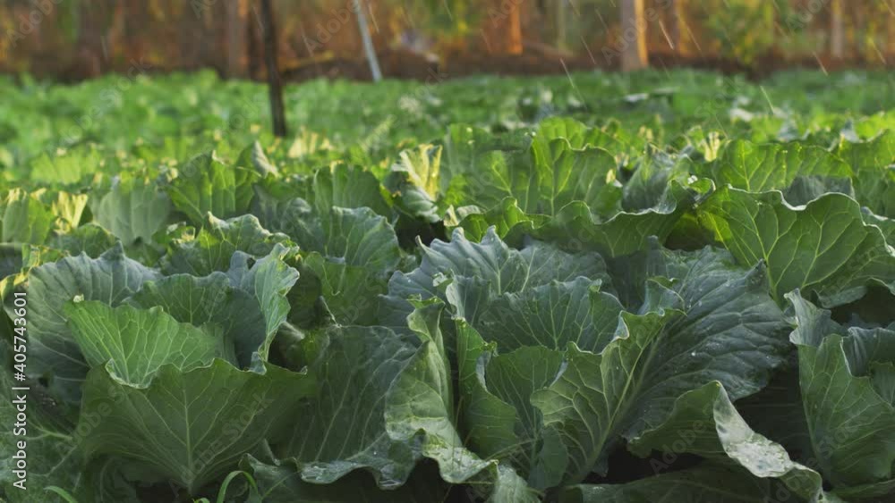 Close-up Fresh planted cabbage and green leaves in organic farm. Close-up Fresh planted cabbage and green leaves in organic farm.