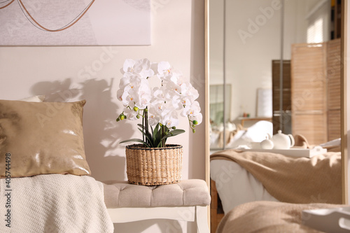 Beautiful room interior with potted white orchids