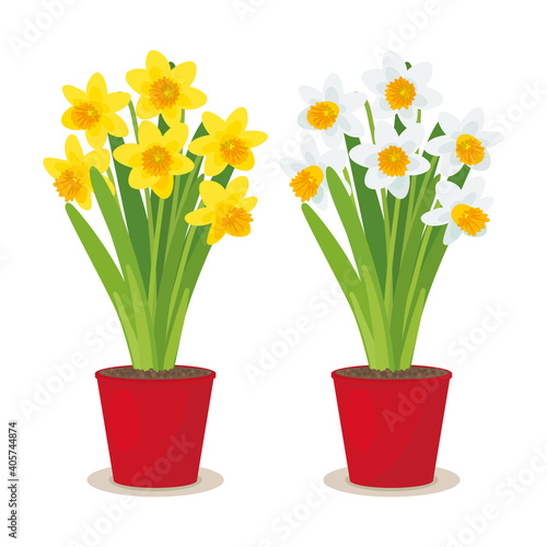 WHITE AND YELLOW NARCISSUS IN POTS ISOLATED ON WHITE BACKROUND