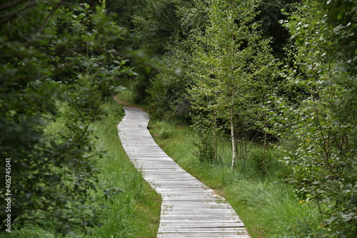 path in the woods