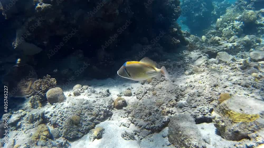 Lagoon Triggerfish (Picaso Fish) swimming around coral reef
Underwater shot from, Eilat, Israel ,red sea
Lagoon Triggerfish (Picaso Fish) swimming around coral reef
Underwater shot from, Eilat, Israel ,red sea
