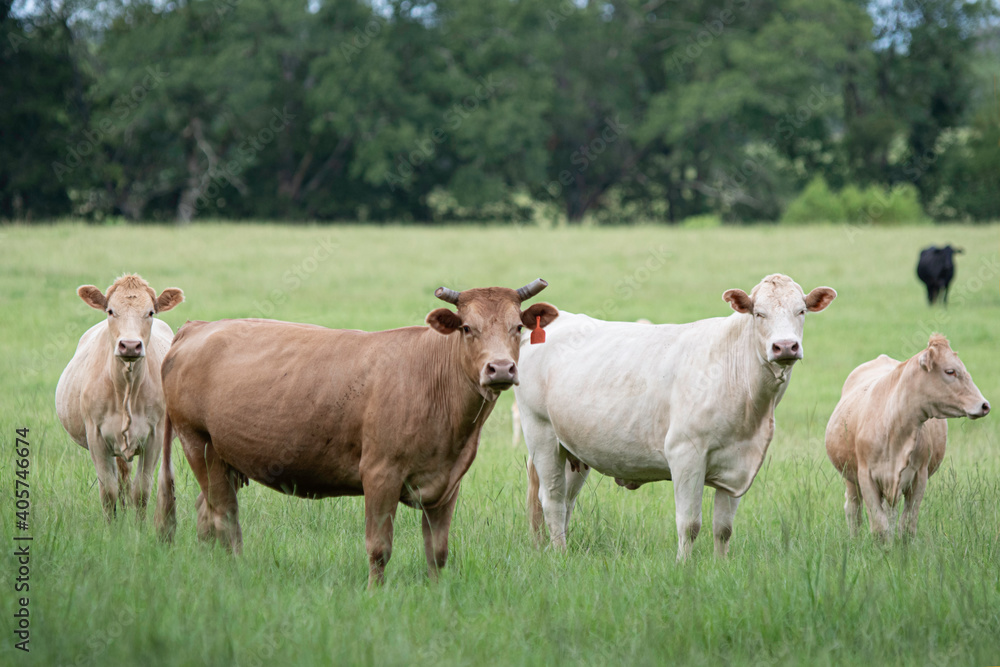 Commercial crossbred beef cattle in tall grass
